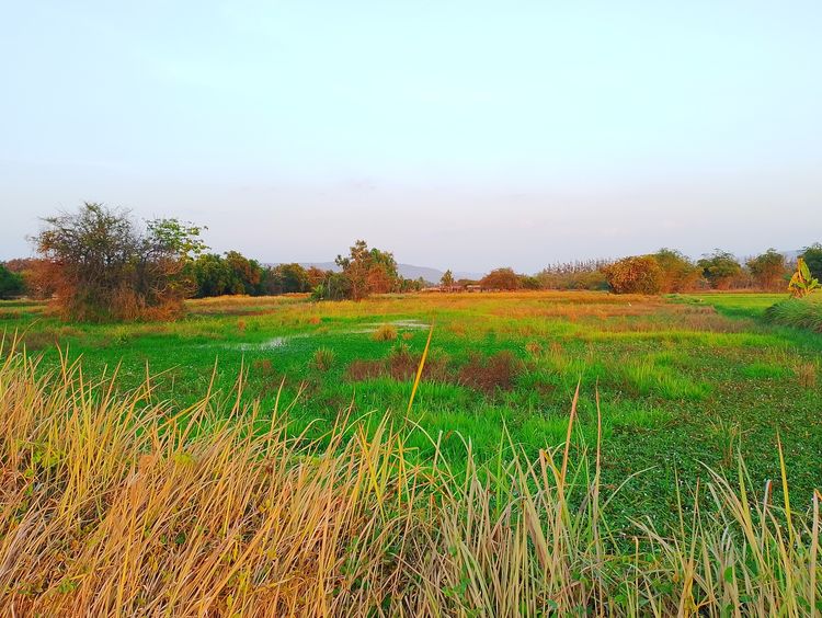 ที่ดินสวย รูปที่ 3