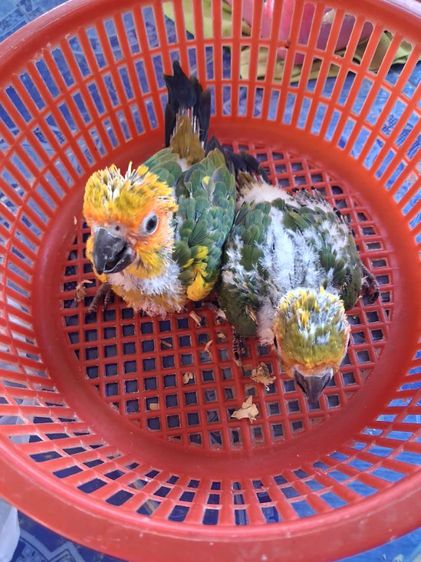 ลูกป้อนซันคอนัวร์ รูปที่ 2