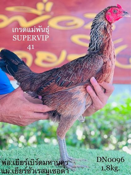 ไข่ไก่ชน  รูปที่ 5
