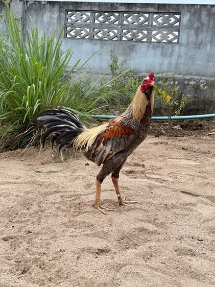 ไข่ไก่ชน  รูปที่ 6