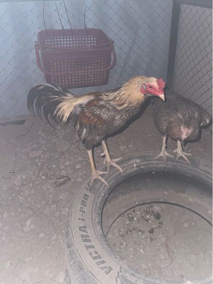 ไข่ไก่ชน  รูปที่ 3