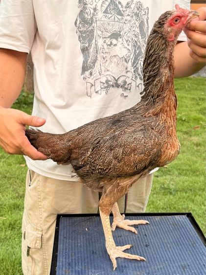 ไข่ไก่ชน  รูปที่ 4