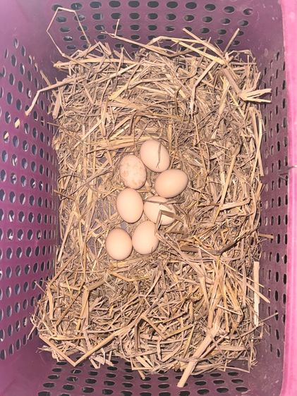 ไข่ไก่ชน