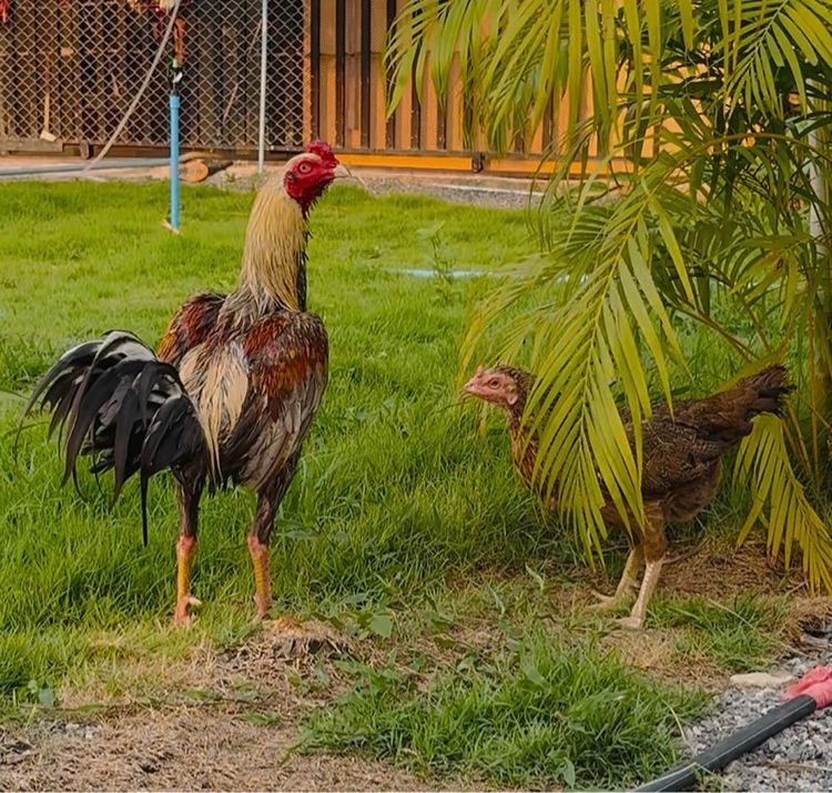 ไข่ไก่ชน  รูปที่ 2