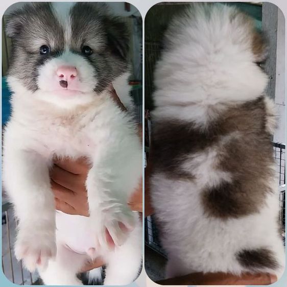 หมาบางแก้ว รูปที่ 3