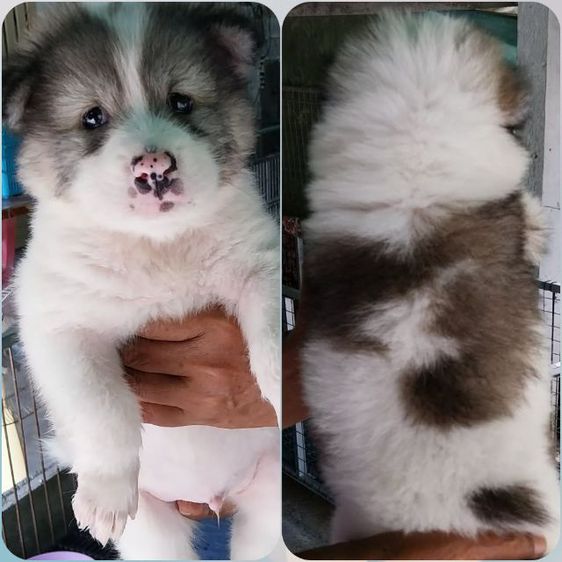 หมาบางแก้ว รูปที่ 2