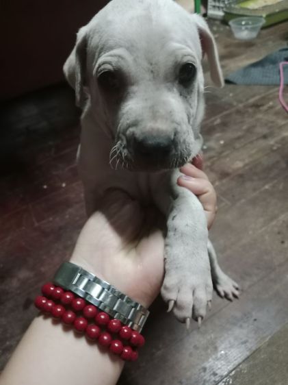 น้องหมาหาบ้าน