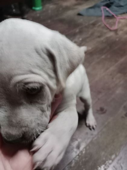 น้องหมาหาบ้าน รูปที่ 3