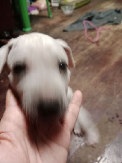 น้องหมาหาบ้าน รูปที่ 2