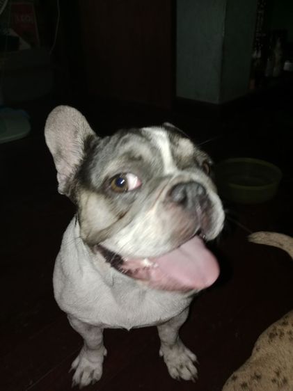 เฟรนซ์บูลด้อก หญิง 1 ขวบ รูปที่ 2