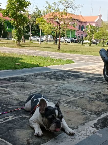 เฟรนซ์บูลด้อก หญิง 1 ขวบ รูปที่ 10