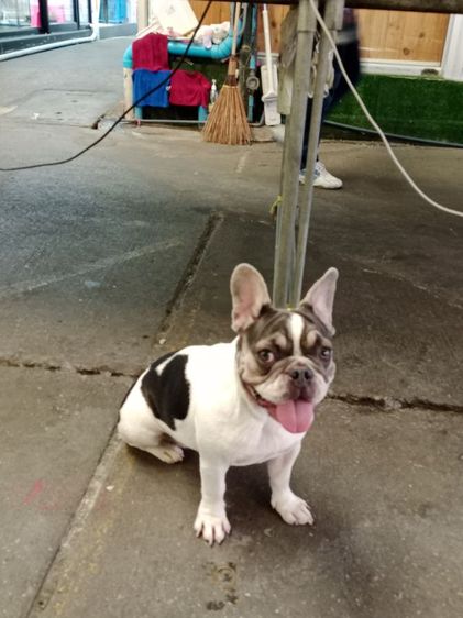 เฟรนช์ บูลด็อก (French Bulldog) กลาง เฟรนซ์บูลด้อก หญิง 1 ขวบ