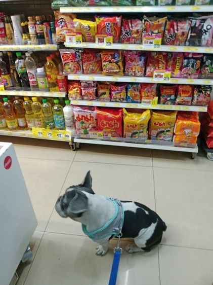 เฟรนซ์บูลด้อก หญิง 1 ขวบ รูปที่ 5