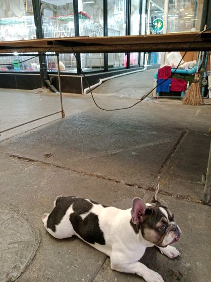 เฟรนซ์บูลด้อก หญิง 1 ขวบ รูปที่ 3