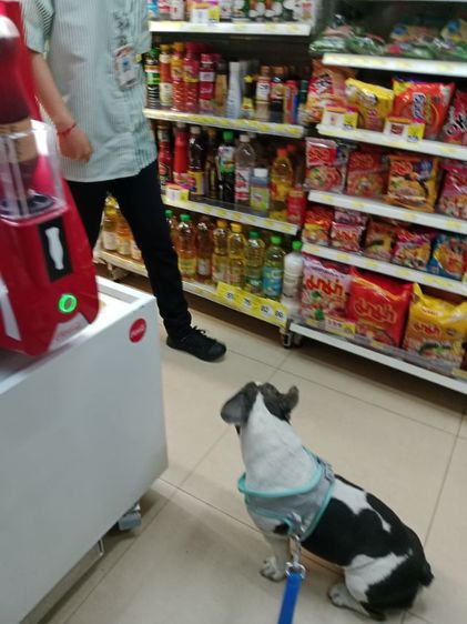 เฟรนซ์บูลด้อก หญิง 1 ขวบ รูปที่ 6