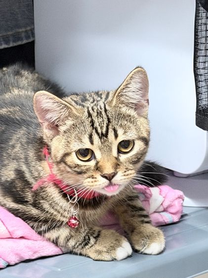 สก็อตติชโฟลด์