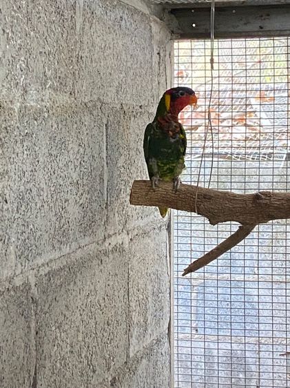 นกโนรีออเนต รูปที่ 2