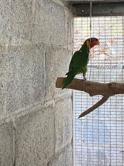 นกโนรีออเนต รูปที่ 3