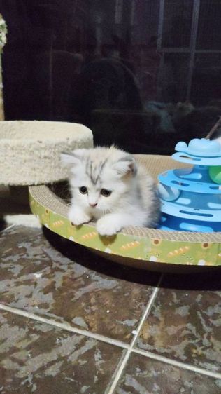 เด็กหญิง สก็อตติช สามสี ขนสั้น อายุ2เดือน รูปที่ 3