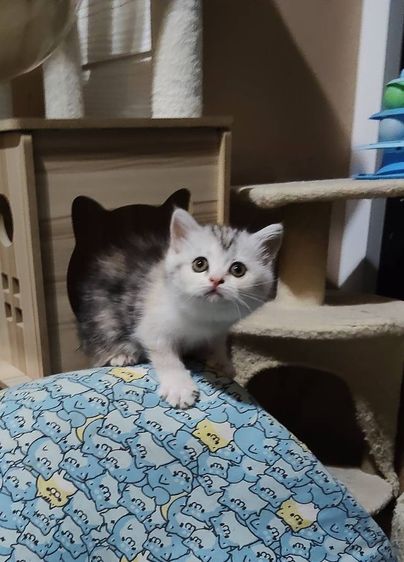 เด็กหญิง สก็อตติช สามสี ขนสั้น อายุ2เดือน รูปที่ 2