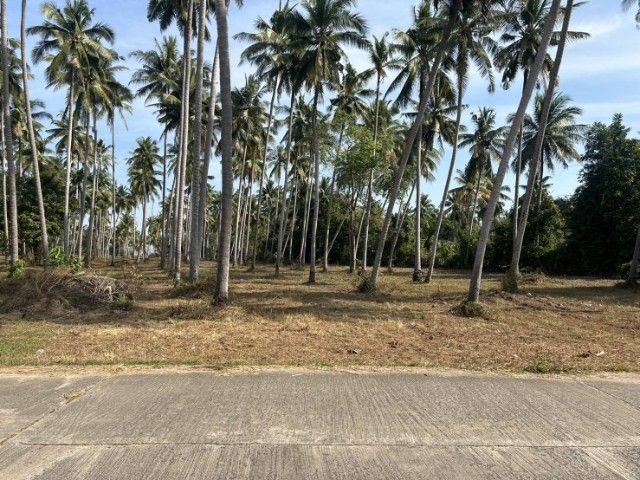 ใช่ ขายที่ดิน ทำเลทอง ใกล้ทะเล หาดต้นทองหลาง หาดนเรศวร รูปที่ 3