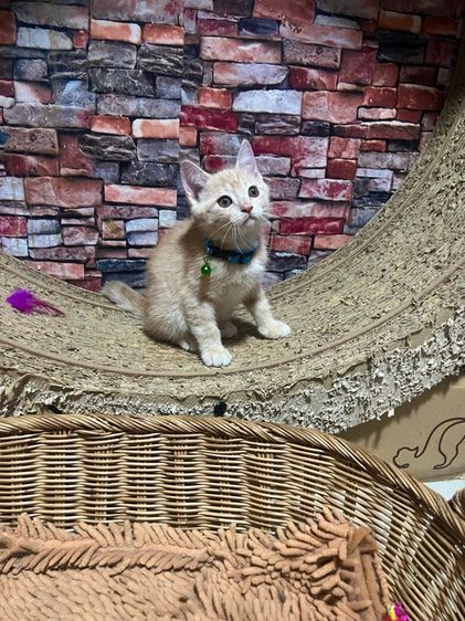 ดช.ส้ม(ลูกครึ่งพ่อสก็อตติชแม่อเมริกัน) รูปที่ 6