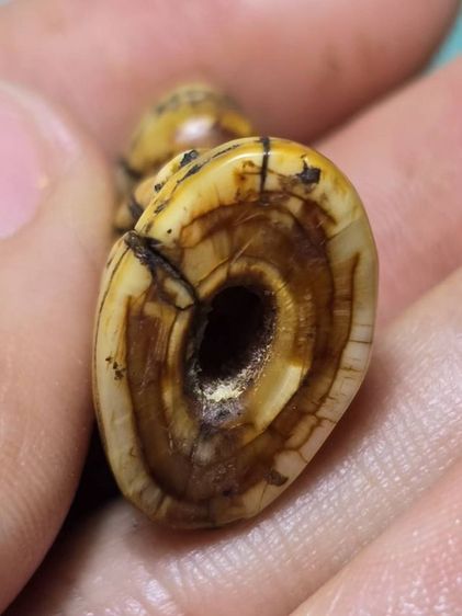 หลวงพ่อปาน รูปที่ 5