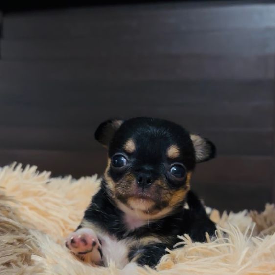 ชิวาวา (Chihuahua) เล็ก ชิวาว่า(ขนสั้น)