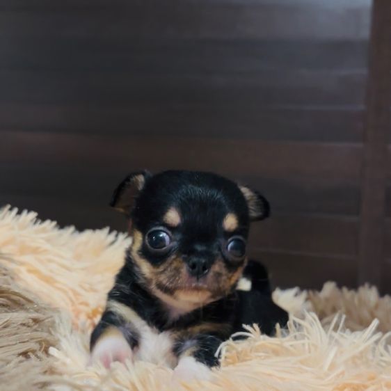 ชิวาว่า(ขนสั้น) รูปที่ 4