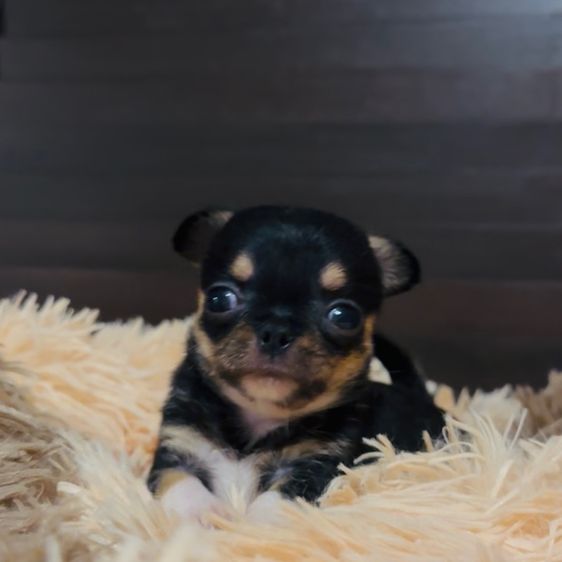 ชิวาว่า(ขนสั้น) รูปที่ 3