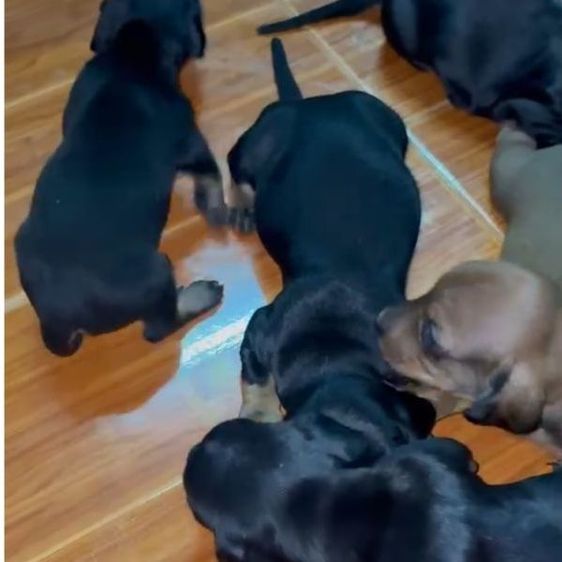 ดัชชุน หลากสี รูปที่ 9