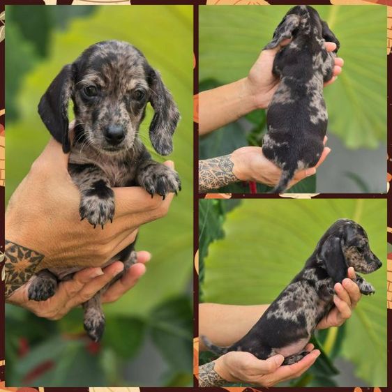 ดัชชุน หลากสี รูปที่ 4