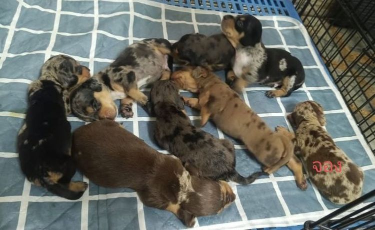 ดัชชุน (Dachshund) กลาง ดัชชุน หลากสี