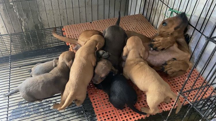 ดัชชุน หลากสี รูปที่ 6