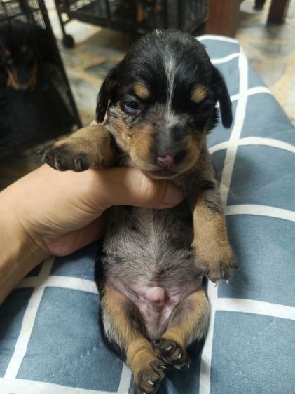 ดัชชุน หลากสี รูปที่ 16