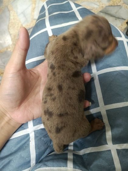 ดัชชุน หลากสี รูปที่ 14