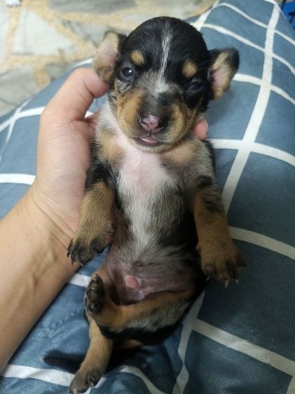 ดัชชุน หลากสี รูปที่ 15