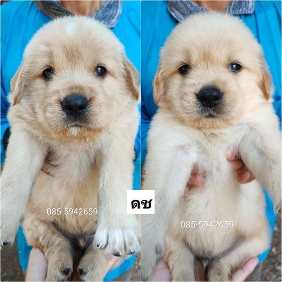 โกลเด้นรีทรีฟเวอร์ ผู้ เมีย