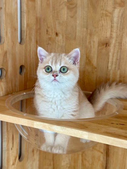 บริติช ชอร์ตแฮร์ (British Shorthair) แมวบริติซ ดญ. สี Ay WCF by ARC