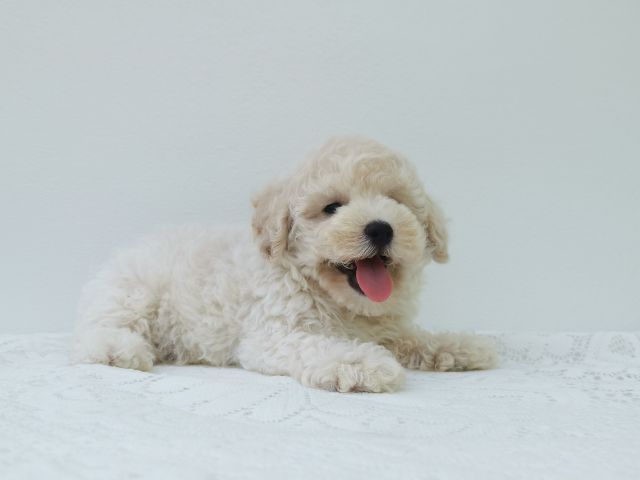 พุดเดิ้ลทอย. ผู้  พุดเดิ้ลไทนี่ทอย. เมีย รูปที่ 5