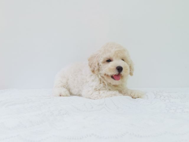 พุดเดิ้ลทอย. ผู้  พุดเดิ้ลไทนี่ทอย. เมีย รูปที่ 2