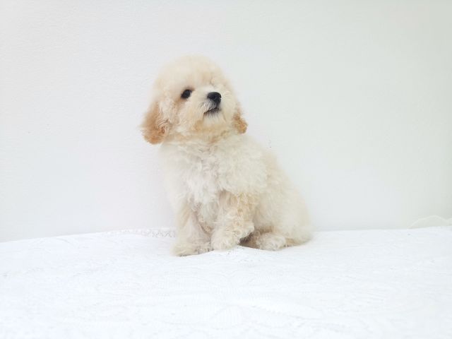 พุดเดิ้ลทอย. ผู้  พุดเดิ้ลไทนี่ทอย. เมีย รูปที่ 3