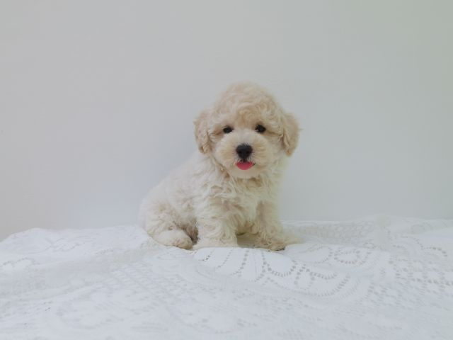 พุดเดิ้ลทอย. ผู้  พุดเดิ้ลไทนี่ทอย. เมีย รูปที่ 7