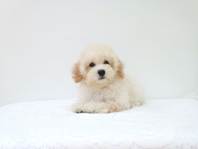 พุดเดิ้ลทอย. ผู้  พุดเดิ้ลไทนี่ทอย. เมีย