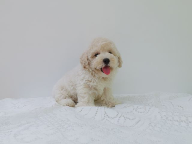 พุดเดิ้ลทอย. ผู้  พุดเดิ้ลไทนี่ทอย. เมีย รูปที่ 6