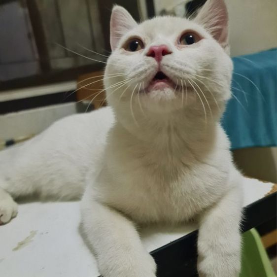 สกอตติข หูตั้ง 