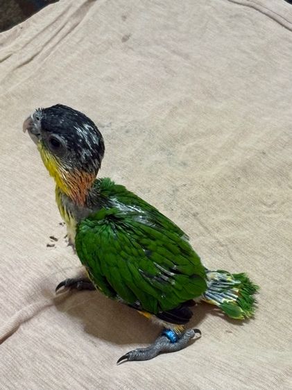 เเก้ว ลูกป้อนแบล็คเฮดไคท์