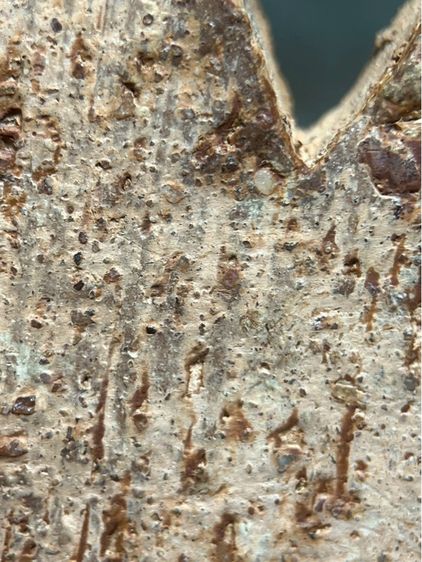 พระขุนแผนพลายคู่ กรุวัดบ้านกร่าง จังหวัดสุพรรณบุรี  รูปที่ 17