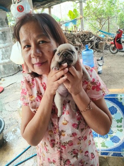 เปิดจองลูกสุนัขพันปั๊ก รูปที่ 8