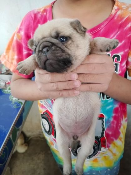 เปิดจองลูกสุนัขพันปั๊ก รูปที่ 5